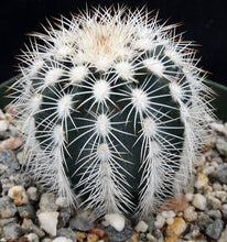 Load image into Gallery viewer, Echinocereus reichenbachii v. albispinus