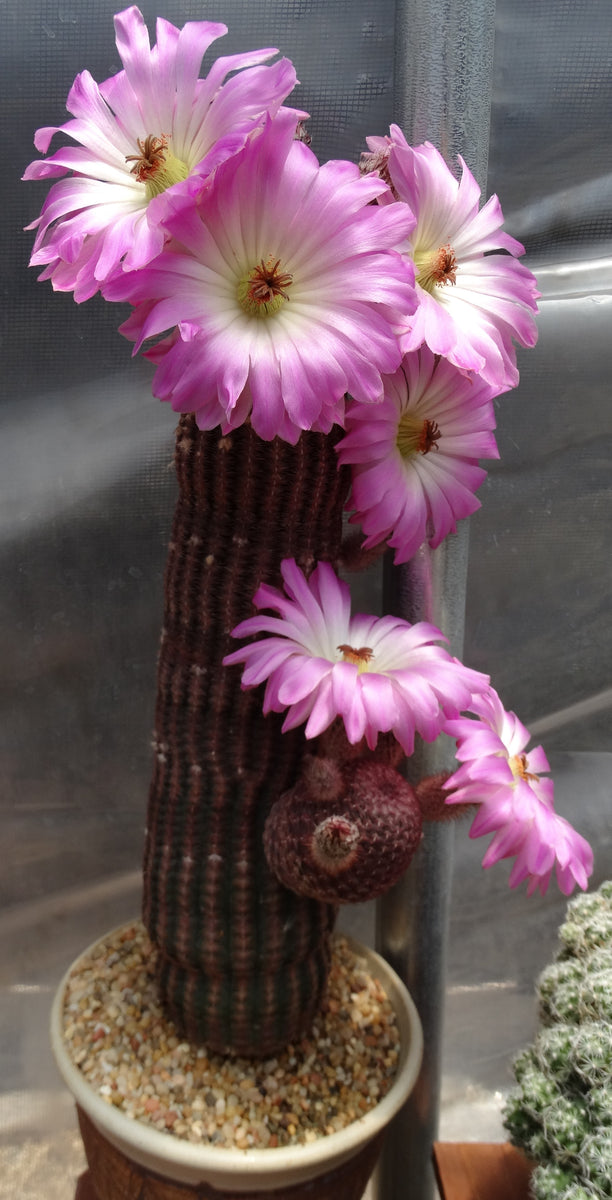 Echinocereus rigidissimus v. rubispinus (A)