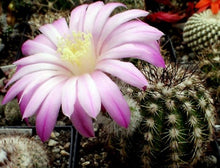 Load image into Gallery viewer, Echinocereus schwarzii