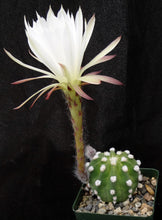 Load image into Gallery viewer, Echinopsis subdenudata 'Fuzzy Navel'