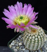 Load image into Gallery viewer, Echinocereus reichenbachii var. minor