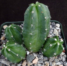 Load image into Gallery viewer, Echinocereus morricalii