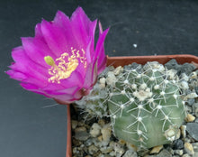 Load image into Gallery viewer, Echinocereus pulchellus var. acanthosetus