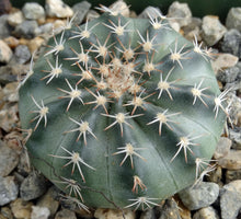Load image into Gallery viewer, Echinocereus pulchellus var. acanthosetus
