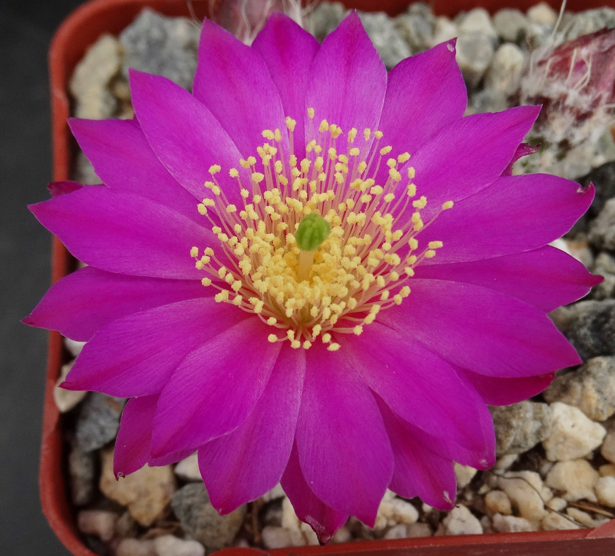 Echinocereus pulchellus var. acanthosetus – Kyle's Plants