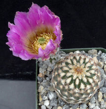 Load image into Gallery viewer, Echinocereus reichenbachii var. minor *Two headed specimens!*
