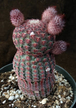 Load image into Gallery viewer, Echinocereus rigidissimus v. rubispinus (A)