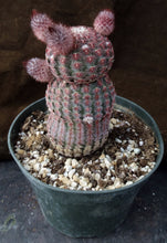 Load image into Gallery viewer, Echinocereus rigidissimus v. rubispinus (A)