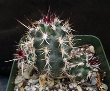 Load image into Gallery viewer, Echinocereus viridiflorus Clumping plants