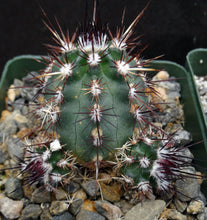 Load image into Gallery viewer, Echinocereus viridiflorus Clumping plants