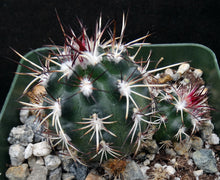 Load image into Gallery viewer, Echinocereus viridiflorus Clumping plants