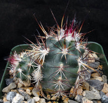 Load image into Gallery viewer, Echinocereus viridiflorus Clumping plants