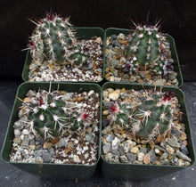 Load image into Gallery viewer, Echinocereus viridiflorus Clumping plants