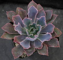 Load image into Gallery viewer, Echeveria 'Neon Breaker'