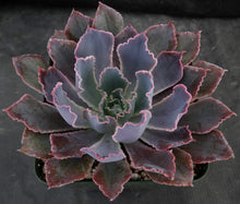 Load image into Gallery viewer, Echeveria 'Neon Breaker'
