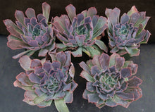 Load image into Gallery viewer, Echeveria 'Neon Breaker'
