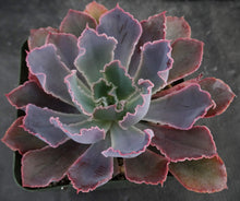 Load image into Gallery viewer, Echeveria 'Neon Breaker'