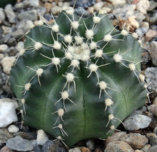 Load image into Gallery viewer, Echinocereus pulchellus var. acanthosetus