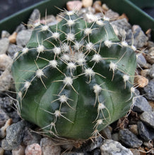Load image into Gallery viewer, Echinocereus pulchellus var. acanthosetus
