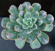 Load image into Gallery viewer, Echeveria 'Raindrops'