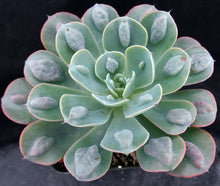 Load image into Gallery viewer, Echeveria 'Raindrops'