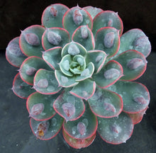 Load image into Gallery viewer, Echeveria 'Raindrops'
