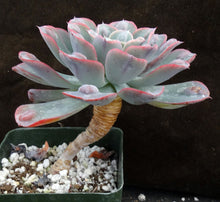 Load image into Gallery viewer, Echeveria 'Raindrops'
