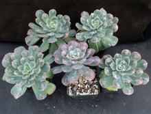 Load image into Gallery viewer, Echeveria 'Raindrops'