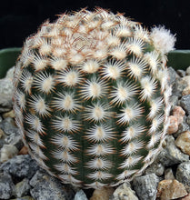 Load image into Gallery viewer, Echinocereus reichenbachii var. minor