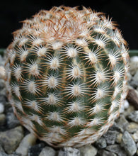 Load image into Gallery viewer, Echinocereus reichenbachii var. minor