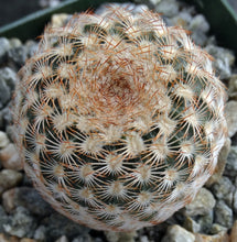 Load image into Gallery viewer, Echinocereus reichenbachii var. minor