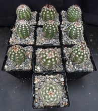 Load image into Gallery viewer, Echinocereus adustus v. schwarzii Lace Cactus