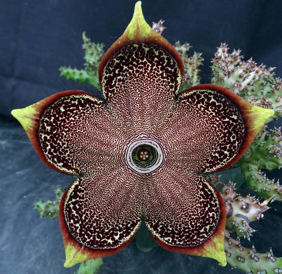 persian carpet succulent Edithcolea grandis – Kyle's Plants
