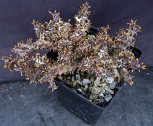 Load image into Gallery viewer, Edithcolea grandis