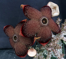 Load image into Gallery viewer, Edithcolea grandis