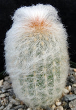 Load image into Gallery viewer, Epostoa melanostele