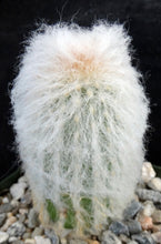 Load image into Gallery viewer, Epostoa melanostele