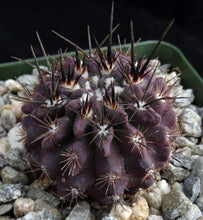 Load image into Gallery viewer, Eriosyce taltalensis *Black spiny cactus!*