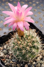 Load image into Gallery viewer, Eriosyce coimasensis