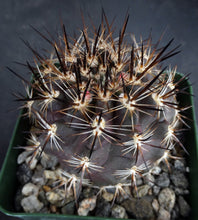 Load image into Gallery viewer, Eriosyce coimasensis