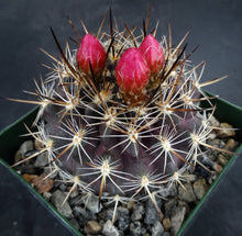 Load image into Gallery viewer, Eriosyce coimasensis