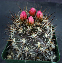 Load image into Gallery viewer, Eriosyce coimasensis