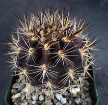 Load image into Gallery viewer, Eriosyce coimasensis