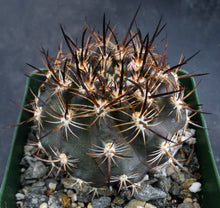 Load image into Gallery viewer, Eriosyce coimasensis