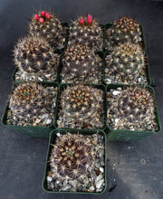 Load image into Gallery viewer, Eriosyce coimasensis