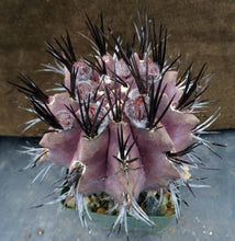 Load image into Gallery viewer, Eriosyce heinrichiana (B) Big plant!