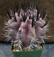 Load image into Gallery viewer, Eriosyce heinrichiana (B) Big plant!