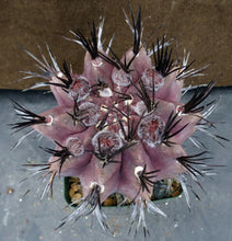 Load image into Gallery viewer, Eriosyce heinrichiana (B) Big plant!