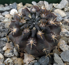 Load image into Gallery viewer, Eriosyce crispa v. huascensis