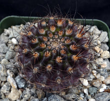 Load image into Gallery viewer, Eriosyce villosa *Purple cactus w/ pink flowers*